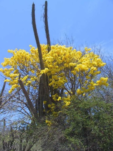 Overleven op het land_niveau 1_plantengroei - 